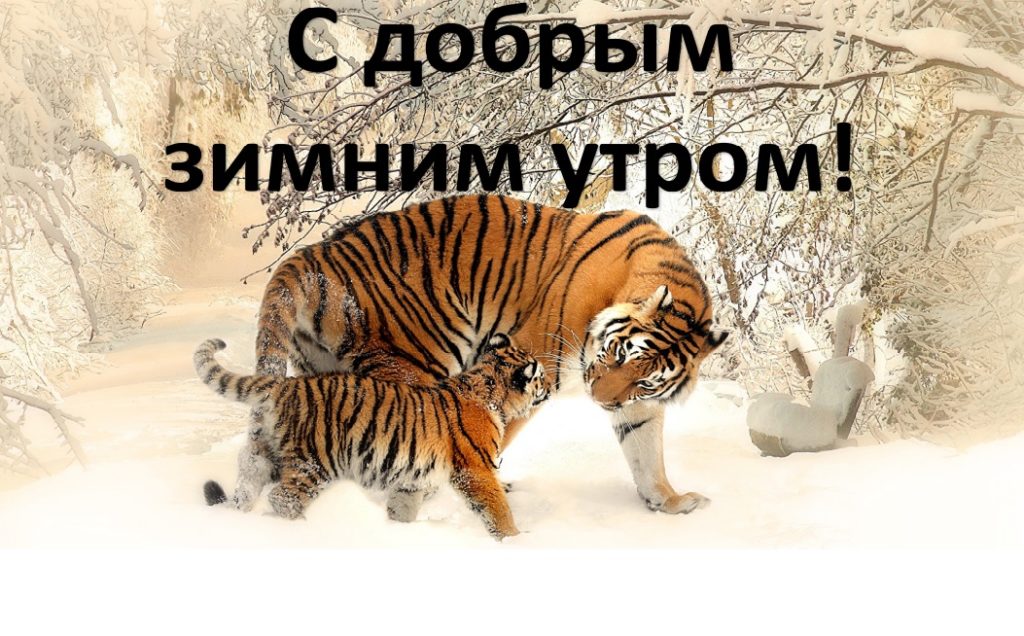 Доброе утро зимнее вторника картинки с надписями. Доброе утро тигр. Открытки с добрым утром с тигром. Доброе утро тигр прикольные. Открытки с добрым утром с тигрятами.