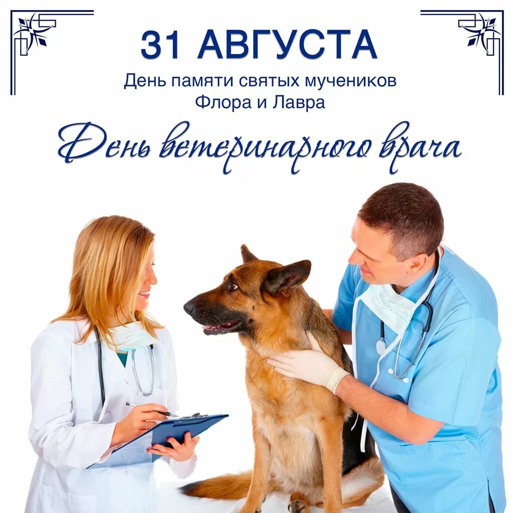 Картинки с днём ветеринара - прикольные поздравления к празднику на 31 августа 2024
