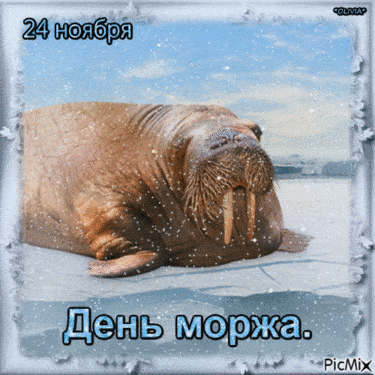 День моржа - картинки на 24 ноября 2023