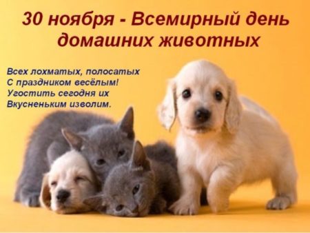 Всемирный день домашних животных - картинки, поздравления к празднику на 30 ноября 2022