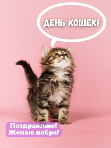 С Днём кошек - картинки прикольные, поздравления на 1 марта 2024