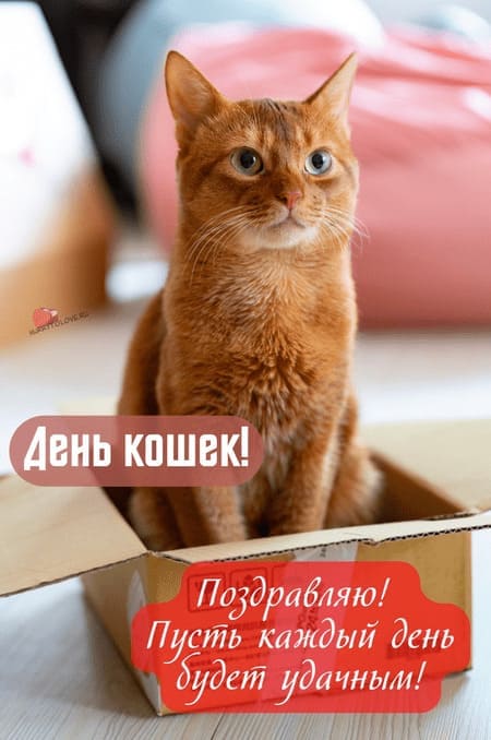 Открытки и картинки в День кошек 8 августа (62 изображения)