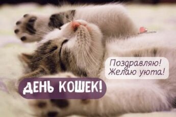 С Днём кошек, картинка поздравление на 1 марта.