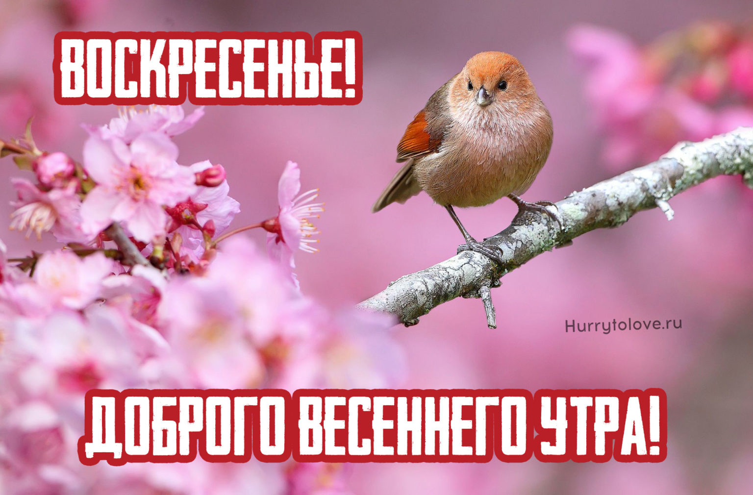 С последним воскресеньем весны картинки