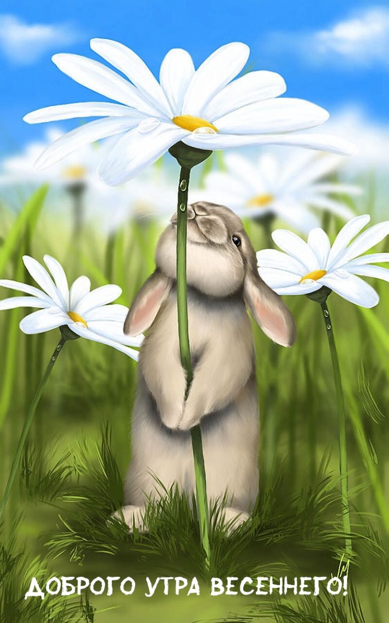 Доброе утро весенние позитивные новые. Открытки с добрым утром позитивные. Заяц с ромашкой. Кролик в ромашках.