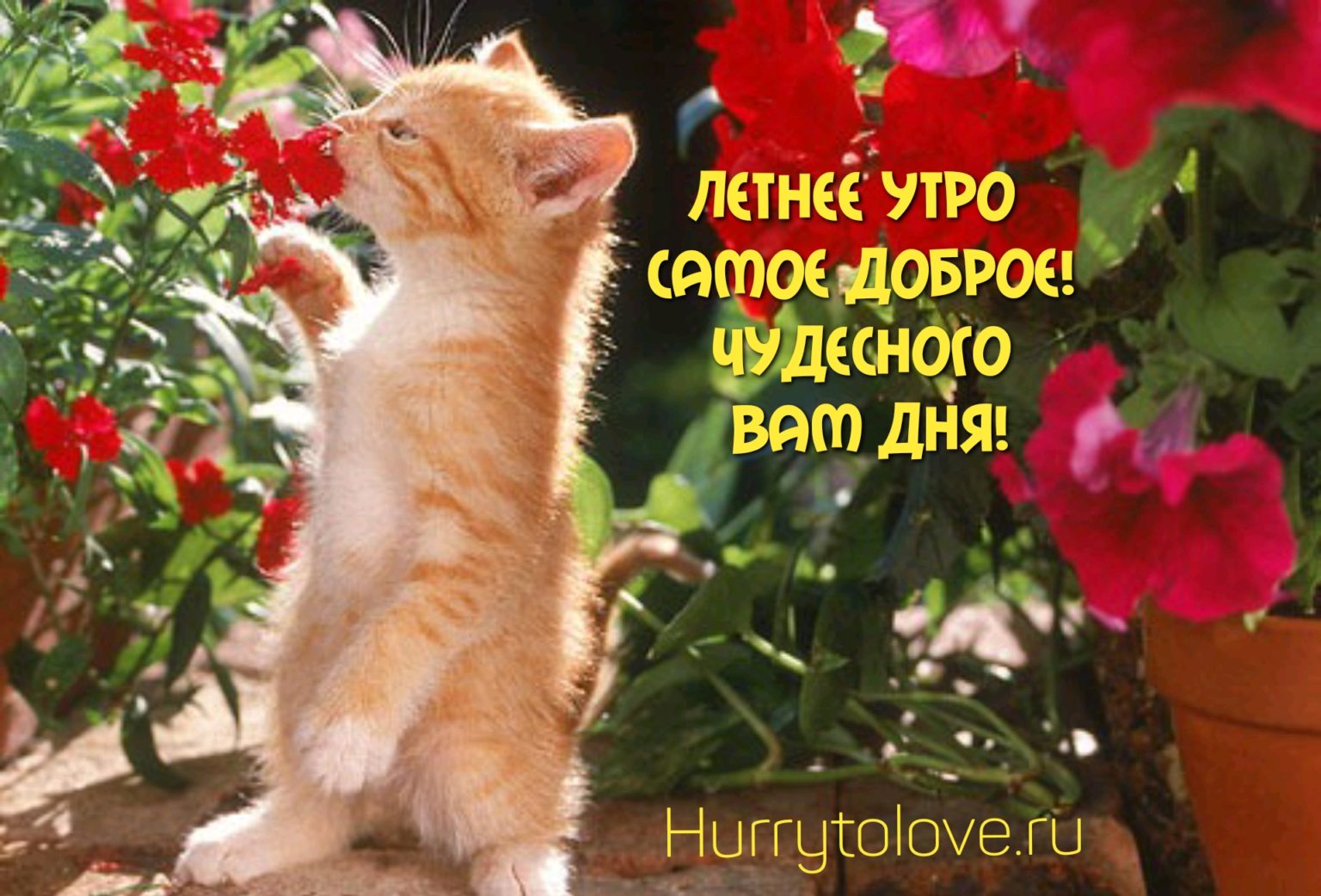 Рыжий котенок в цветах