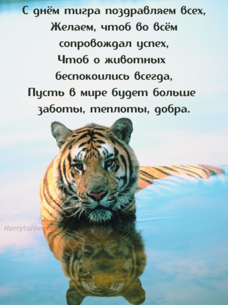 С днем рождения тигр - 50 фото