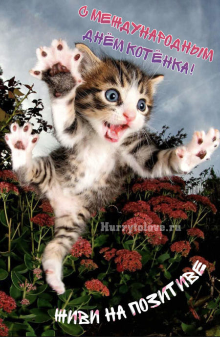 День котёнка - картинки с надписями, поздравления на 10 июля 2024