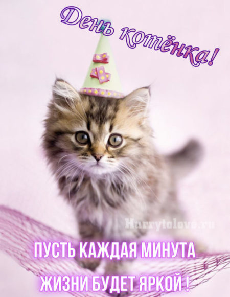 День котёнка - картинки с надписями, поздравления на 10 июля 2024