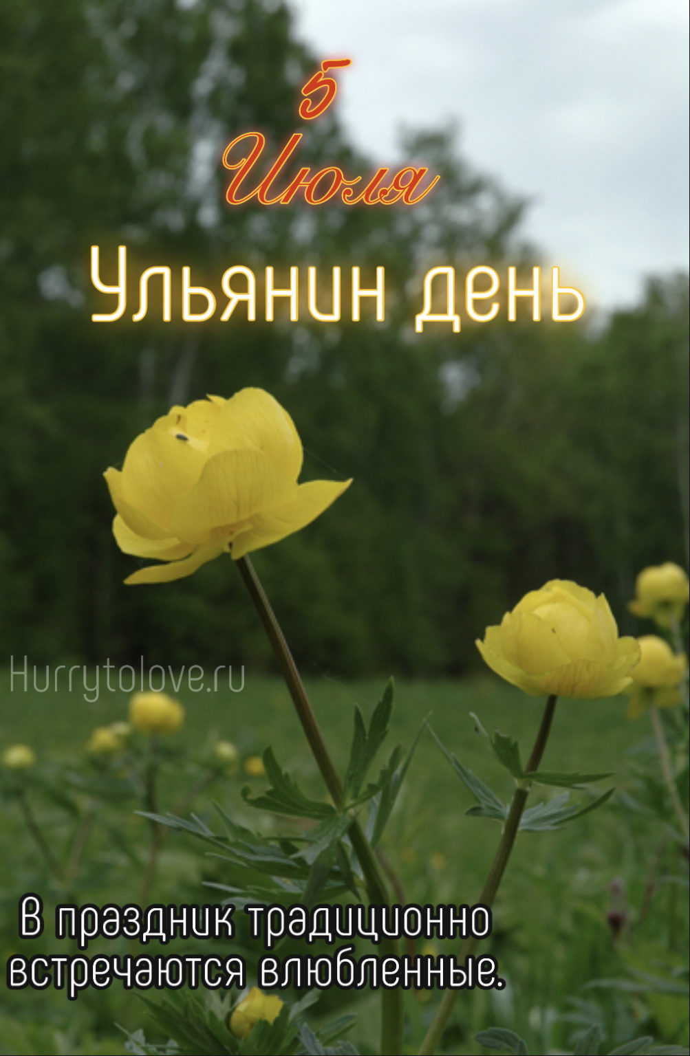 Купальница европейская (Trollius europaeus l.)