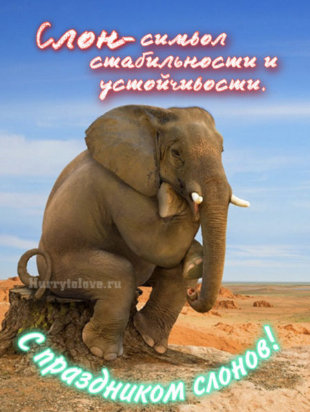 Всемирный День Слонов - картинки прикольные на 12 августа 2024