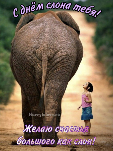 Всемирный День Слонов - картинки прикольные на 12 августа 2024