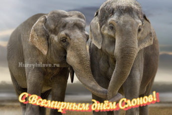 Всемирный день слонов, картинка на праздник.