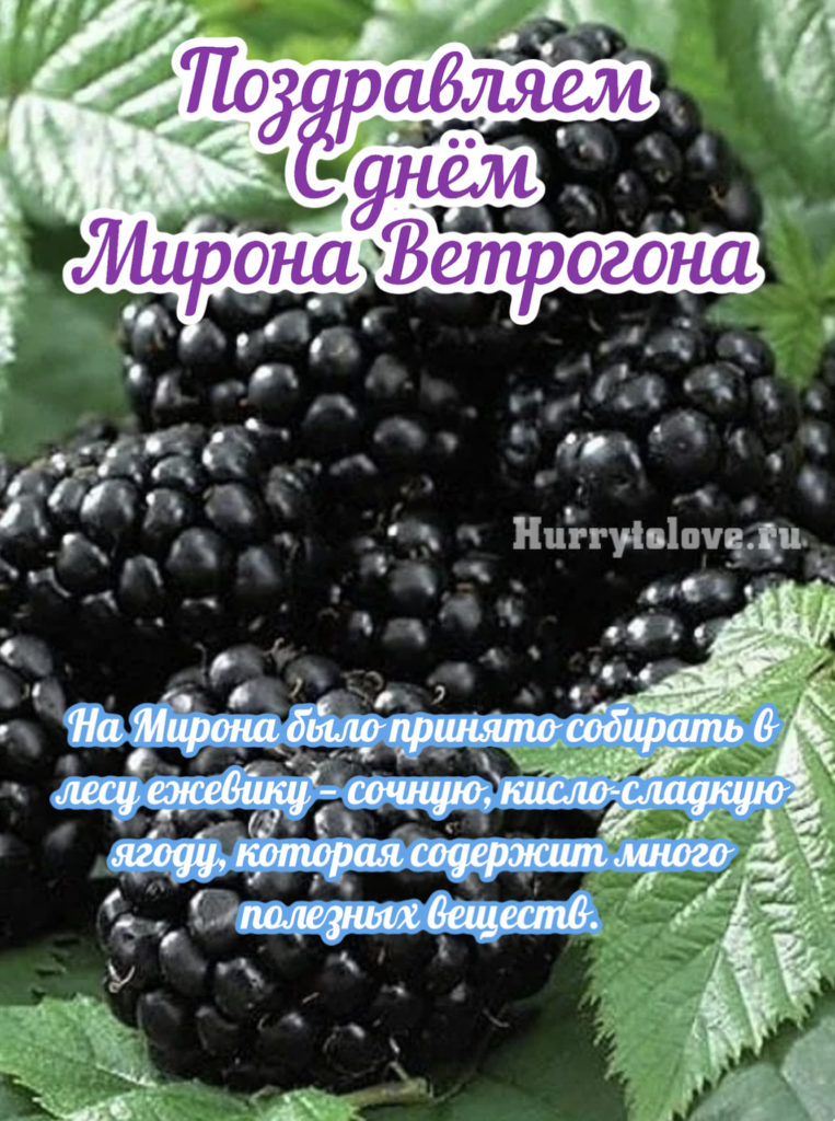 21 августа. Мирон Ветрогон. Мирон Ветрогон 21 августа. Мирон Ветрогон картинки. Мирон Ветрогон 21 августа народный календарь.