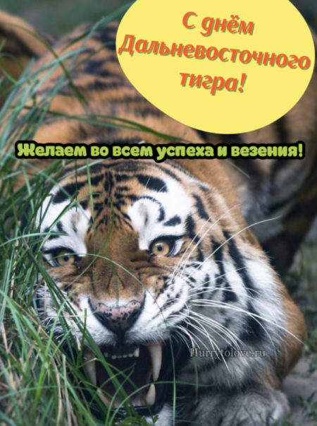 День тигра на Дальнем Востоке - картинки, поздравления на 22 сентября 2024