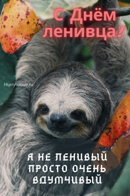День ленивца - картинки прикольные с надписями на 20 октября 2023