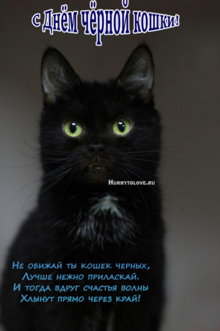 День чёрной кошки - картинки, прикольные поздравления на 17 ноября 2023