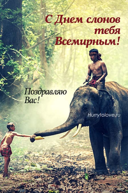 День слонов - картинки и поздравления на Слоноуин к 30 ноября 2023
