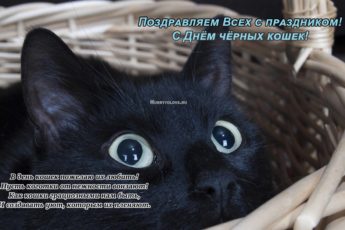 День чёрной кошки, картинка на 17 ноября.