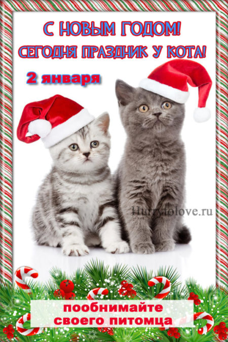 Новый год у кошек - картинки, поздравления на 2 января 2024