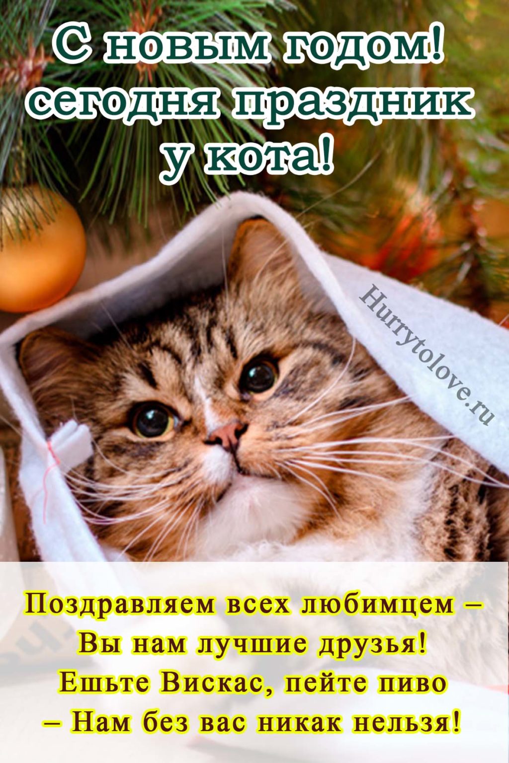 Год кота поздравление. Поздравление с новым годом с котами. Кошачьи поздравления с новым годом. Новогодние открытки с котиками. Новогодние поздравления с кошками.