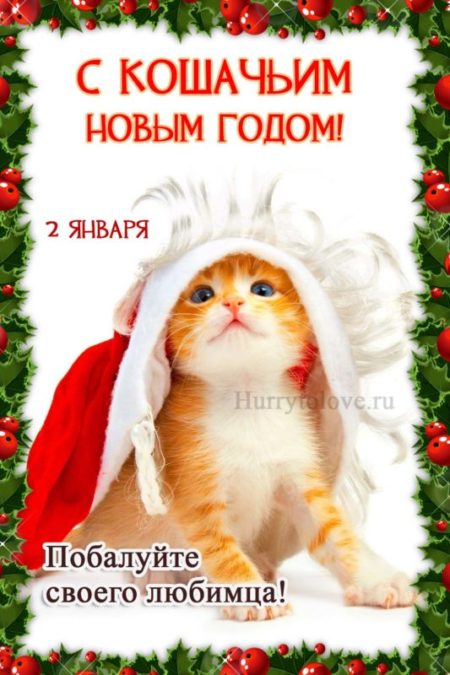 Новый год у кошек - картинки, поздравления на 2 января 2024