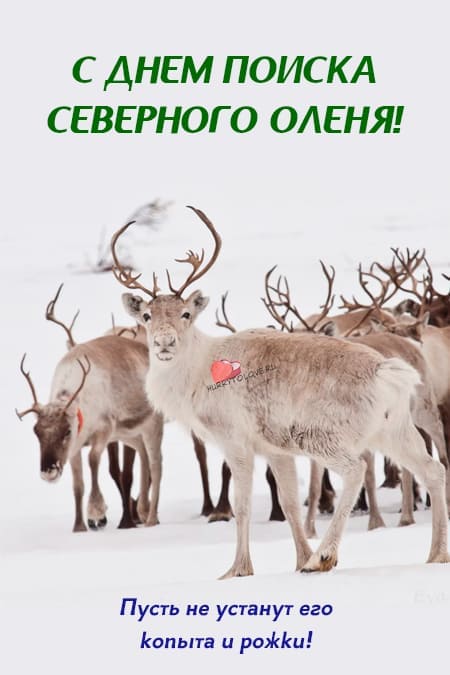 День поиска северного оленя - картинки прикольные, поздравления на 28 декабря 2023