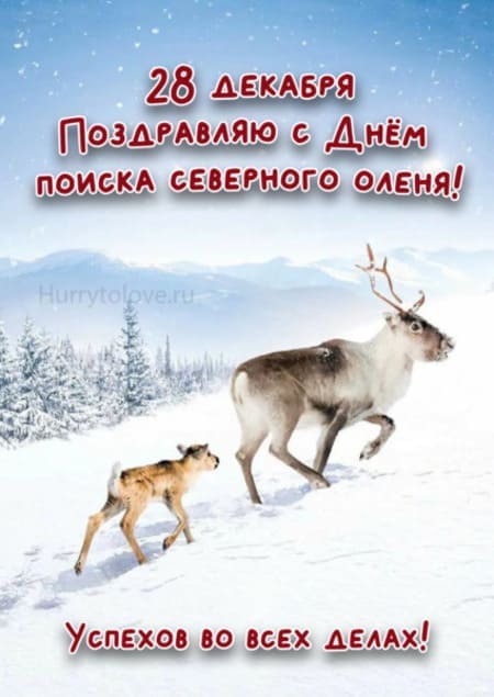 День поиска северного оленя - картинки прикольные, поздравления на 28 декабря 2023