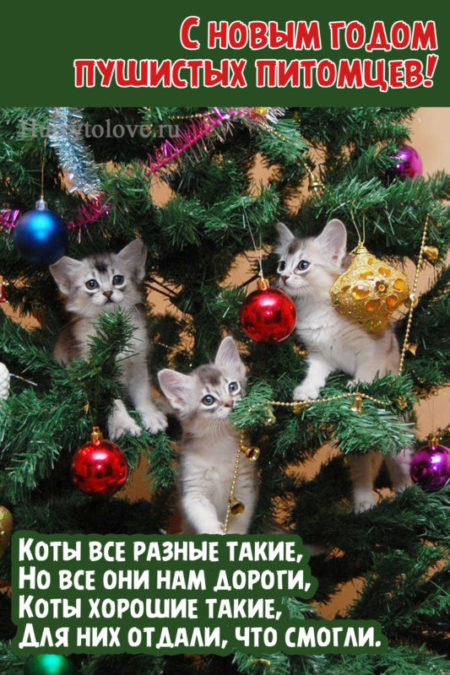 Кошки с новым годом картинки смешные