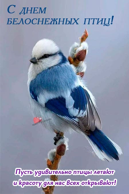 День белоснежных птиц - картинки с надписями, поздравления на 14 января 2024