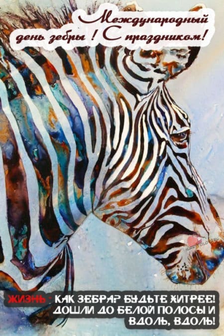 Международный день зебры - картинки, поздравления на 31 января 2024