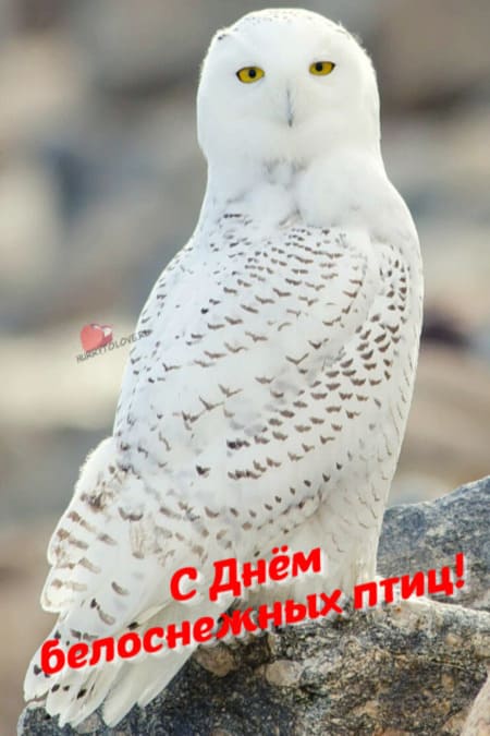 День белоснежных птиц - картинки с надписями, поздравления на 14 января 2024