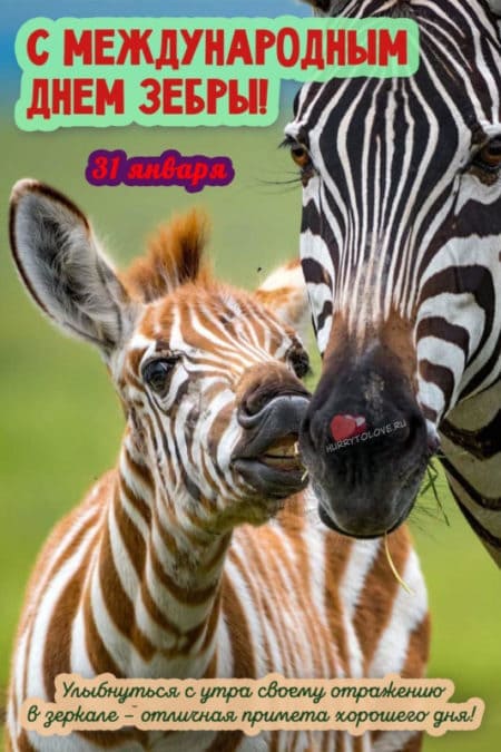 Международный день зебры - картинки, поздравления на 31 января 2024