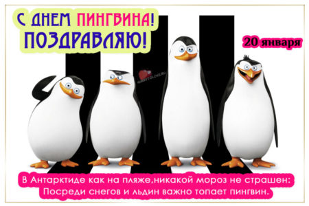 День пингвина, картинка на 20 января с надписью.