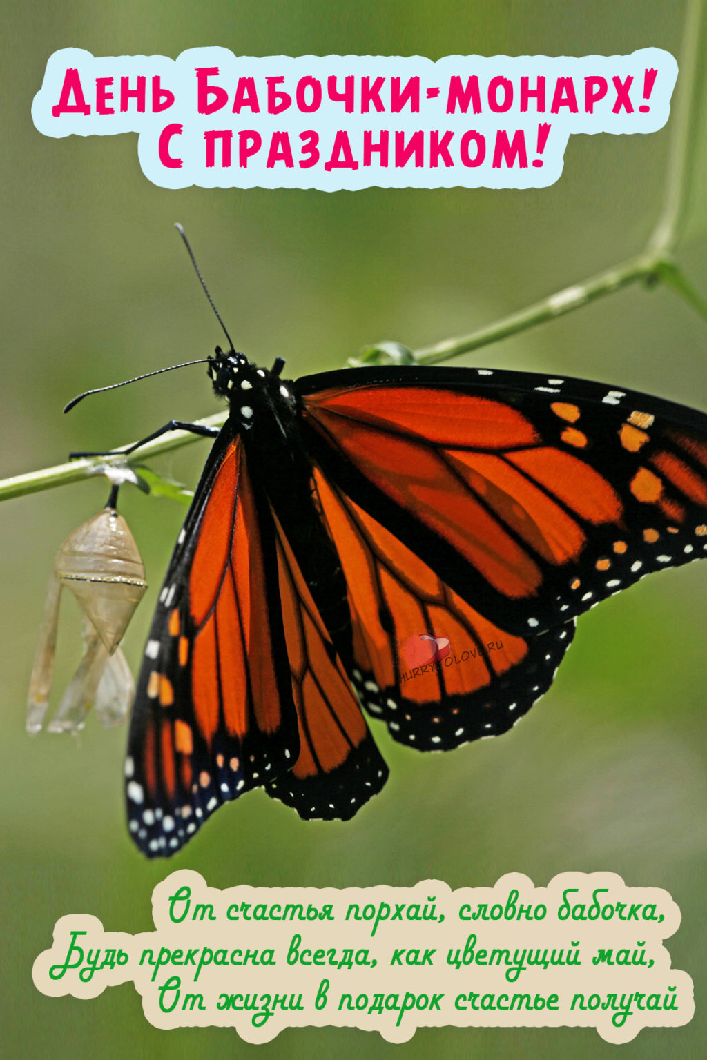Картинка день бабочек. День бабочки Монарх 5 февраля. Бабочка Монарх. День бабочек. Открытка бабочка.