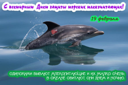 Всемирный день защиты морских млекопитающих, картинка на праздник.