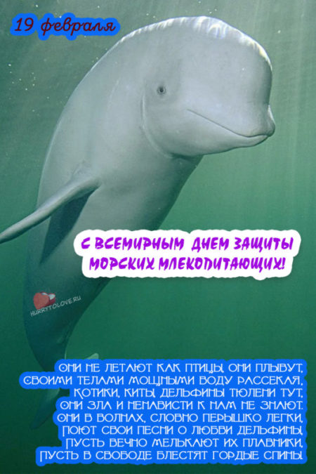 Всемирный день защиты морских млекопитающих - картинки на 19 февраля 2024