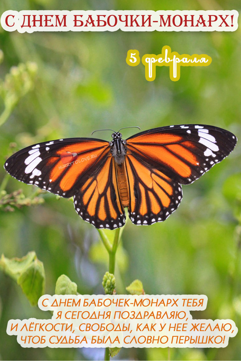 Картинка день бабочек. День бабочки Монарх 5. День бабочки Монарх 5 февраля. День бабочек.