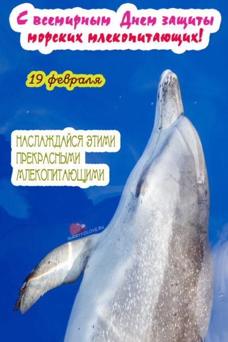 Всемирный день защиты морских млекопитающих - картинки на 19 февраля 2024