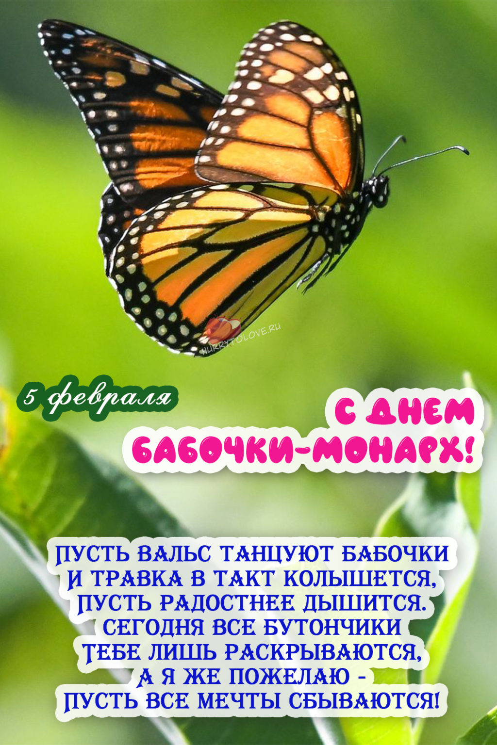 Картинка день бабочек. День бабочек. День бабочки-Монарх. День бабочки Монарх 5 февраля.