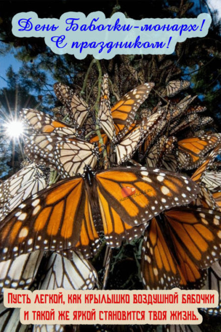 День бабочки-монарх - картинки, поздравления на 5 февраля 2024