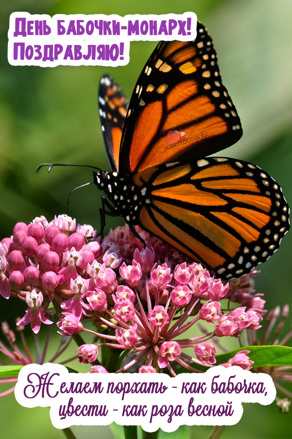 Картинка день бабочек. День бабочки Монарх 5 февраля. День бабочки Монарх 5. Поздравление с бабочками. День бабочек.