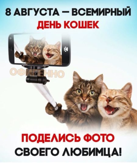 Всемирный день кошек - картинки прикольные на 8 августа 2024