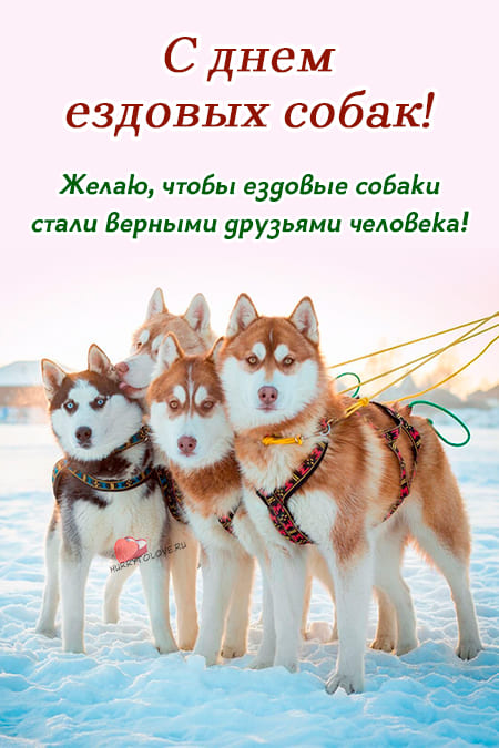 День ездовых собак - картинки, поздравления на 2 февраля 2024