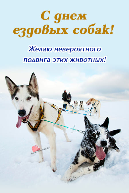 День ездовых собак - картинки, поздравления на 2 февраля 2024