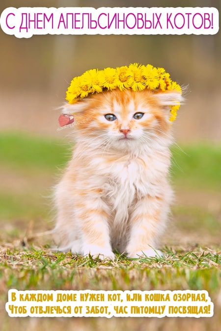 День апельсиновых котов - картинки прикольные на 4 марта 2024