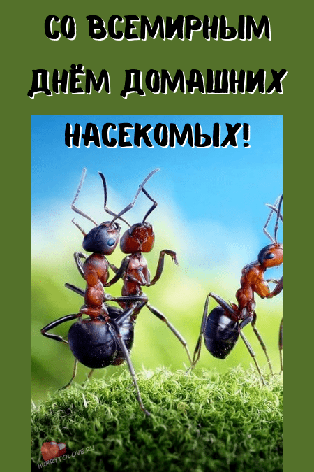 Международный день домашних насекомых - картинки с надписями на 9 марта 2024