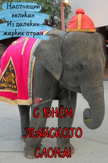День тайского слона - картинки с надписями на 13 марта 2024