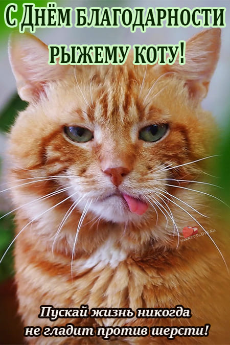 День благодарности рыжему коту - картинки с надписями на 1 сентября 2024