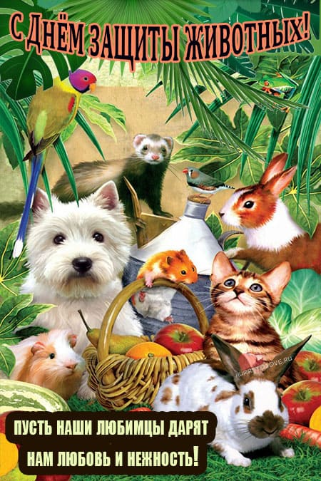 День животных - картинки, прикольные поздравления на 4 октября 2023